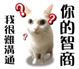 Soybean Milk! A white cat with blue eyes sticker #13951501