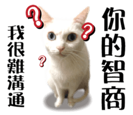 Soybean Milk! A white cat with blue eyes sticker #13951501