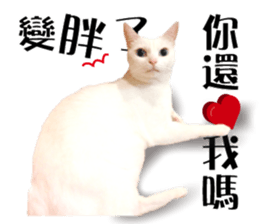 Soybean Milk! A white cat with blue eyes sticker #13951502