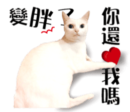 Soybean Milk! A white cat with blue eyes sticker #13951502