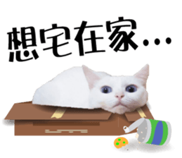 Soybean Milk! A white cat with blue eyes sticker #13951505