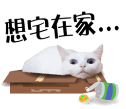 Soybean Milk! A white cat with blue eyes sticker #13951505