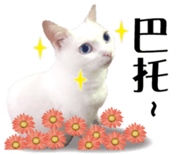 Soybean Milk! A white cat with blue eyes sticker #13951506