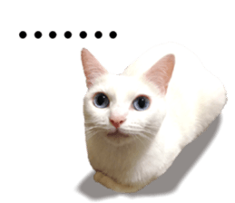 Soybean Milk! A white cat with blue eyes sticker #13951507