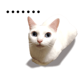 Soybean Milk! A white cat with blue eyes sticker #13951507