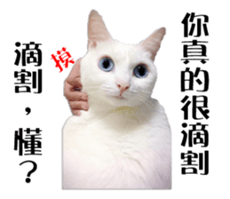 Soybean Milk! A white cat with blue eyes sticker #13951508