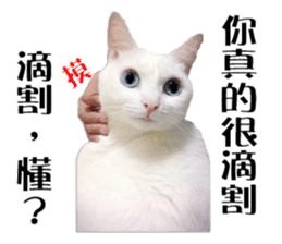 Soybean Milk! A white cat with blue eyes sticker #13951508
