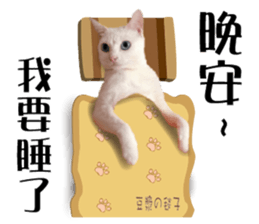 Soybean Milk! A white cat with blue eyes sticker #13951509