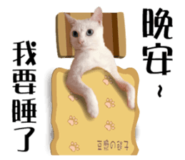 Soybean Milk! A white cat with blue eyes sticker #13951509