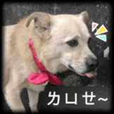 Rascal Dogs Chuchu sticker #13951625