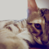 Alpah&Gamma-First sticker #13952014