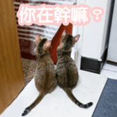 Alpah&Gamma-First sticker #13952019