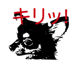 Feeling of Chihuahua! sticker #13962143