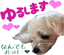 i love maltese.3 sticker #13962593