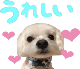 i love maltese.3 sticker #13962594