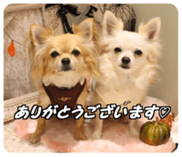 Airu&Mirumo sticker #13964182