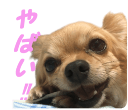 Airu&Mirumo sticker #13964185