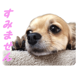 Airu&Mirumo sticker #13964190