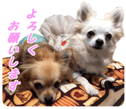 Airu&Mirumo sticker #13964191