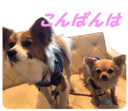 Airu&Mirumo sticker #13964192