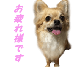 Airu&Mirumo sticker #13964193