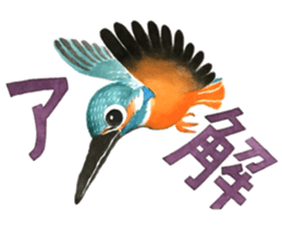 Kingfisher 2 sticker #13964287