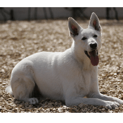 THE White Shepherd Dog! No,1 (P)