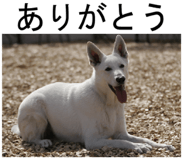 THE White Shepherd Dog! No,1 (P) sticker #13967590