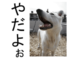 THE White Shepherd Dog! No,1 (P) sticker #13967591