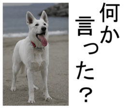 THE White Shepherd Dog! No,1 (P) sticker #13967592