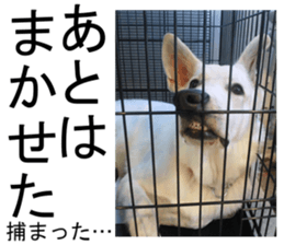 THE White Shepherd Dog! No,1 (P) sticker #13967593