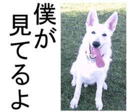 THE White Shepherd Dog! No,1 (P) sticker #13967594