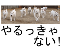 THE White Shepherd Dog! No,1 (P) sticker #13967595