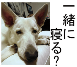 THE White Shepherd Dog! No,1 (P) sticker #13967596