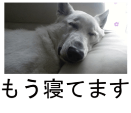 THE White Shepherd Dog! No,1 (P) sticker #13967597