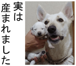 THE White Shepherd Dog! No,1 (P) sticker #13967598