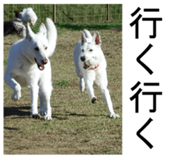 THE White Shepherd Dog! No,1 (P) sticker #13967599