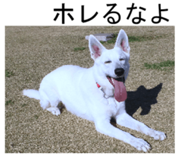 THE White Shepherd Dog! No,1 (P) sticker #13967601