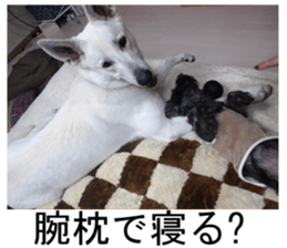 THE White Shepherd Dog! No,1 (P) sticker #13967602