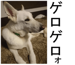 THE White Shepherd Dog! No,1 (P) sticker #13967605