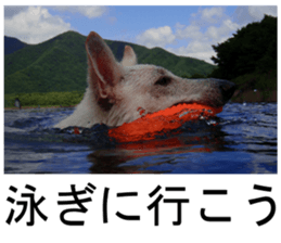 THE White Shepherd Dog! No,1 (P) sticker #13967607