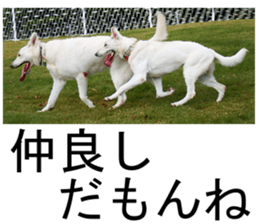 THE White Shepherd Dog! No,1 (P) sticker #13967609