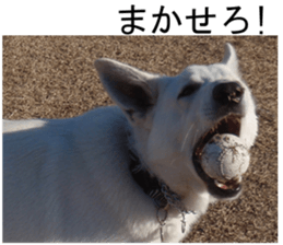 THE White Shepherd Dog! No,1 (P) sticker #13967612