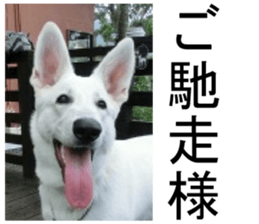 THE White Shepherd Dog! No,1 (P) sticker #13967613