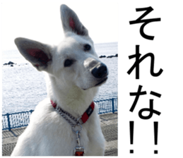 THE White Shepherd Dog! No,1 (P) sticker #13967615
