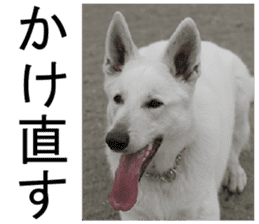 THE White Shepherd Dog! No,1 (P) sticker #13967617