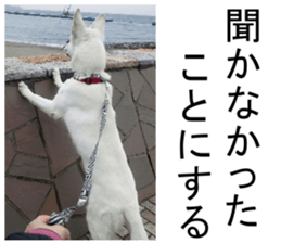 THE White Shepherd Dog! No,1 (P) sticker #13967618