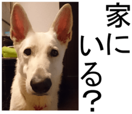 THE White Shepherd Dog! No,1 (P) sticker #13967621