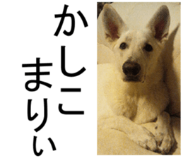 THE White Shepherd Dog! No,1 (P) sticker #13967622