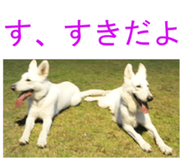 THE White Shepherd Dog! No,1 (P) sticker #13967623